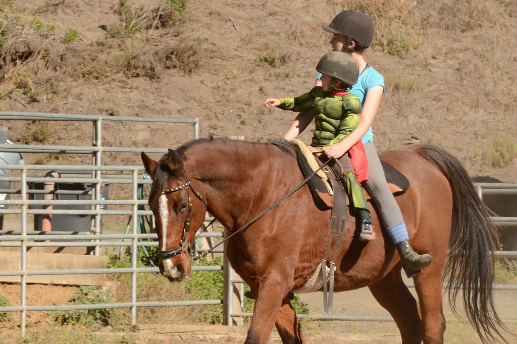 Panzur the Holsteiner. (Square Peg Foundation/Robyn Peters Photography )